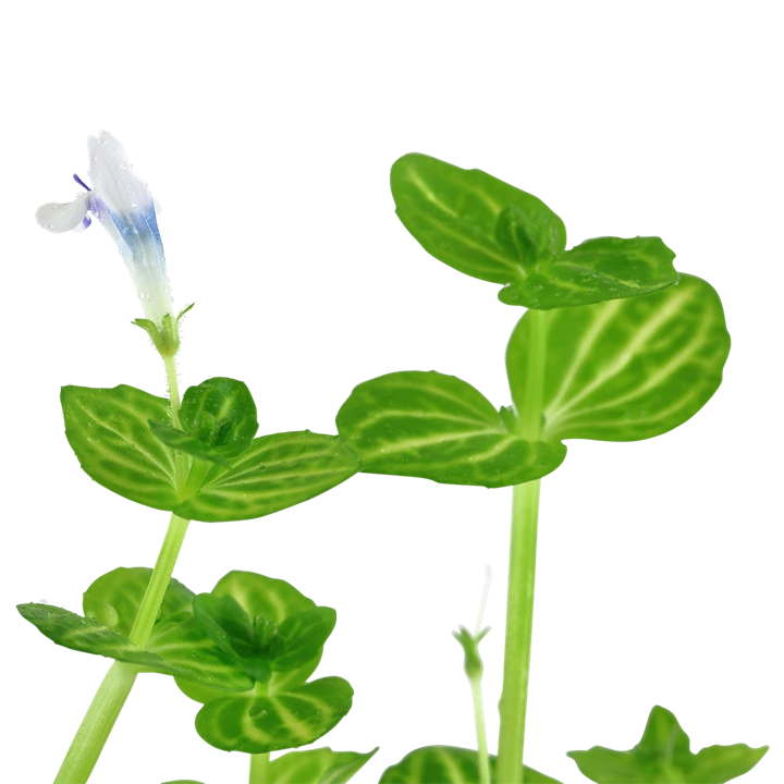 Tropica Akvarieplante i potte Lindernia rotundifolia